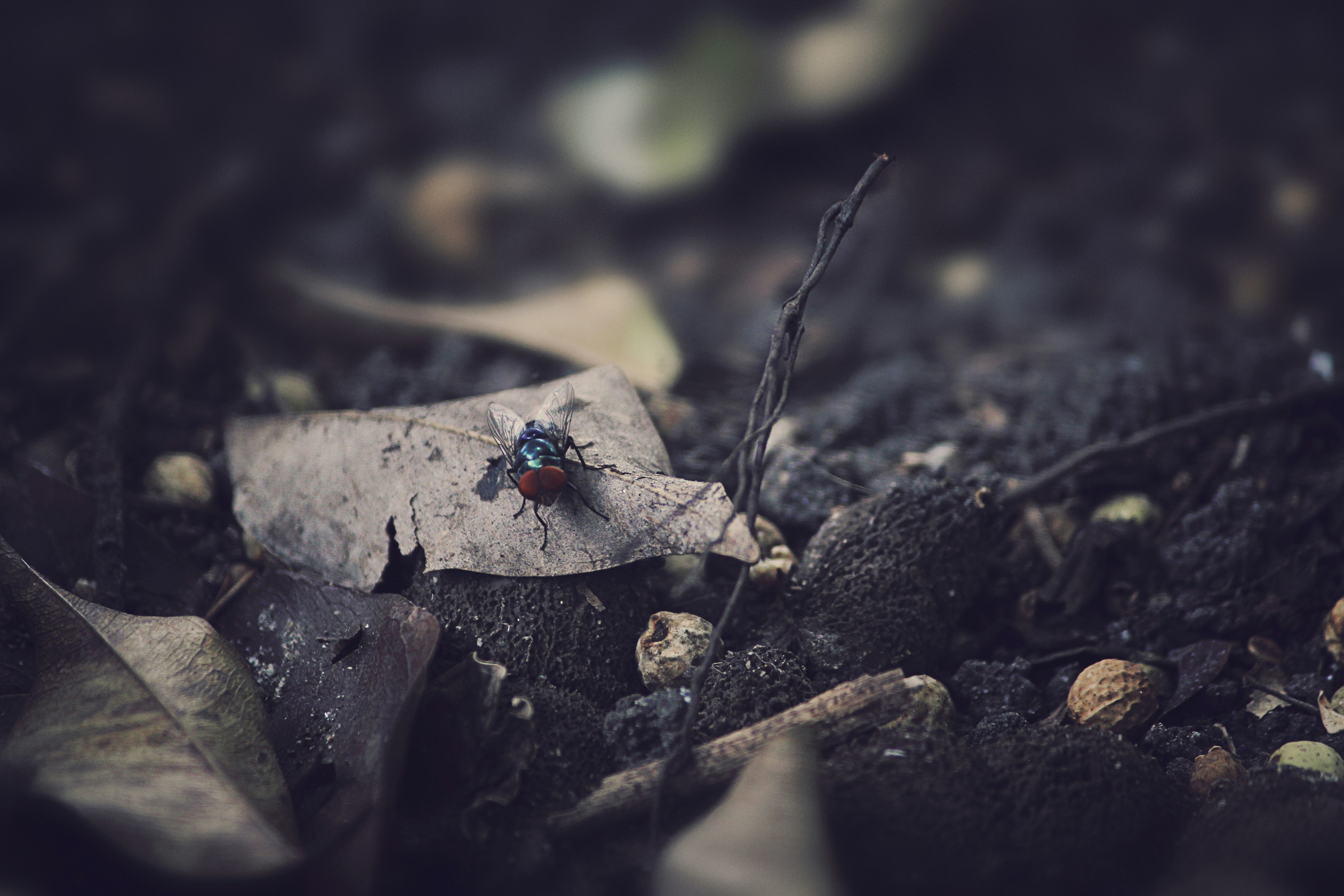 black fly on dried leaf